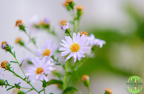 chamomile german hydrosol canada usa