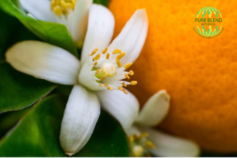 neroli orange blossom hydrosol canada